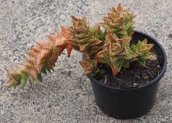 Aloe juvenna mature succulent plant