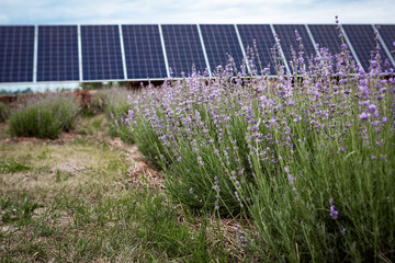 Installed solar panel generating green energy electric in a lavender field. Green energy reduce...