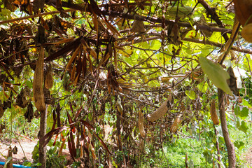 Overhead luffa canopy filled with dangling mature fruits ready for harvest