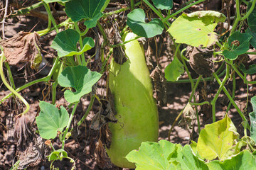 Small green gourd growing close to ground among surrounding vines and leaves