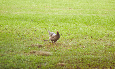 Backyard hen searching for insects in the freshly cut grass, enjoying a chickens life!!