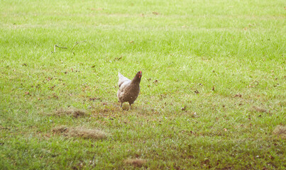 Backyard hen searching for insects in the freshly cut grass, enjoying a chickens life!!