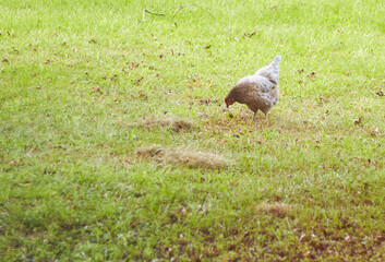 Backyard hen searching for insects in the freshly cut grass, enjoying a chickens life!!
