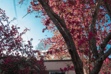 cherry blossom tree in a house in Washington, D.C.