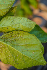 Aphids that feed on the underside of leaves to suck nectar, aphids on the inside of the leaf....