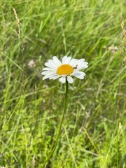 daisy in the grass