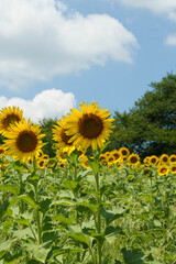 青空に映える向日葵の花