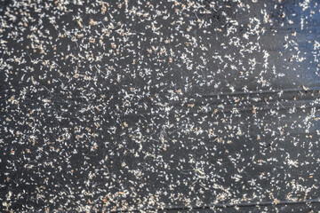 Problem of whitefly effect on leaves and branches of vegetables plants in field inside greenhouses, Whitefly Aleyrodes proletella agricultural pest on pepper leaf, Whiteflies on underside of leaves.