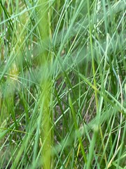 dew on grass