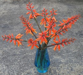Aloe plicatilis mature succulent plant flower