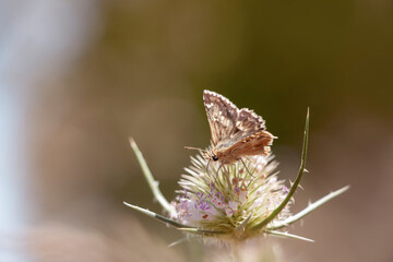 Sage skipper butterfly (Muschampia proto) dringink nectar from a thistle in bloom. Copy space.
