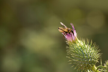 Leaf cutter bee isolated on a pink thistle in bloom.  Blurred green natural background. Copy space. Wild bees.