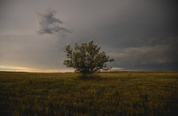 Fototapeta premium Lone tree in South Dakota