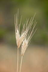 A dried wood barley ( Hordelymus europaeus ) isolated on green natural background. Dry plant. 