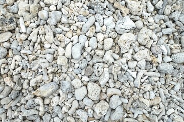 砂浜に打ち上げられた珊瑚の化石