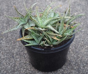 Aloe 'Quicksilver' mature succulent plant
