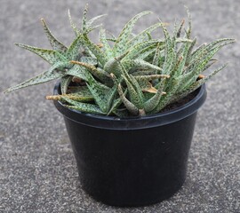Aloe 'Quicksilver' mature succulent plant