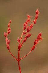 Dried Hypericum perforatum with red color isolated on green natural and blurred background. Goatweed or triptonweed.