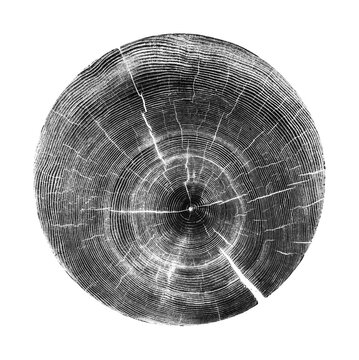 Circle design from a tree with a lunar style in black and white. Tree wood texture in grayscale or grays.