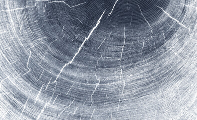 Blue detailed close-up of a tree ring cross-section, highlighting the intricate growth patterns and the passage of time. Perfect for themes of nature, sustainability, environment.