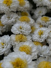 white chrysanthemum flowers