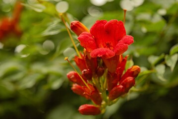Campsis rooting, Campsis creeping - deciduous woody vine of the Bignoniaceae family