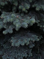 branches of a fur tree