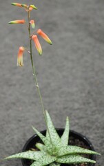 Aloe 'Quicksilver' mature succulent flower