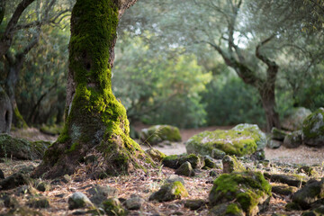 moss covered trees, forest at. S. Cristina, Paulilatino Sardinia, Oristano, Italy