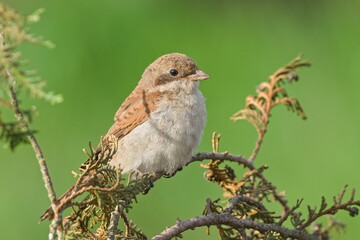 Juvenile Red-backed Shrike aka Lanius collurio perched on a branch. Common bird in Czech republic.