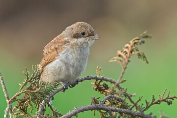 Juvenile Red-backed Shrike aka Lanius collurio perched on a branch. Common bird in Czech republic.