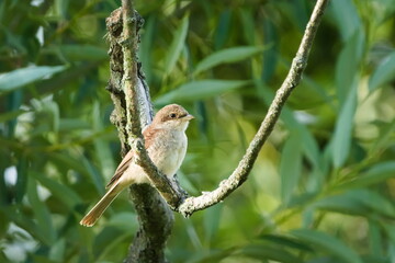 Juvenile Red-backed Shrike aka Lanius collurio perched on a branch. Common bird in Czech republic.