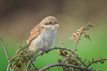 Juvenile Red-backed Shrike aka Lanius collurio perched on a branch. Common bird in Czech republic.