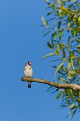 Carduelis carduelis aka European goldfinch perched on the tree. Isolated on blue sky background. Common bird in Czech republic.