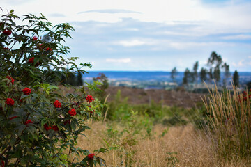 Red elderberry tree in Scandinavian setting, Sweden