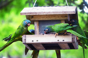 Blue and Green Parrots Eating at a Wooden Bird Feeder