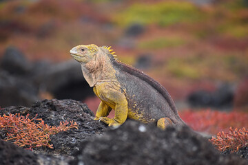 Galapagos land iguana on South Plaza Island