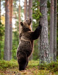 Obraz premium Brown bear standing in a forest