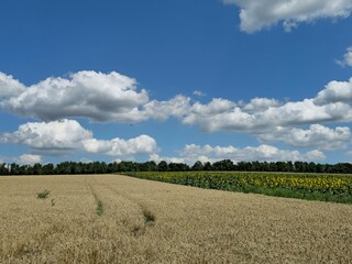 Fototapeta premium A field of crops