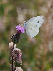 A white butterfly is sitting on a purple flower