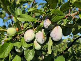 A tree with fruit growing on it
