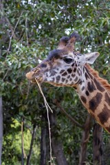 Close up of a reticulated giraffe at San Diego Zoo browsing on twigs; patterned coat, long neck and gentle eyes framed by lush foliage convey wildlife beauty and conservation themes.