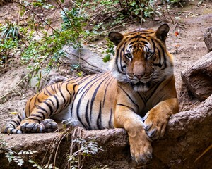 Regal Bengal tiger lounges on a shaded embankment at San Diego Zoo, amber eyes fixed forward through bold black stripes, showcasing the strength and endangered allure of this magnificent big cat.