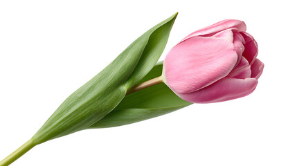 Fototapeta premium pink tulip with green stem isolated on white