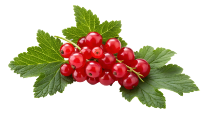bunch of fresh red currants with green leaves on white background isolated on white background