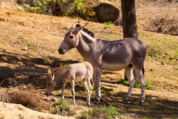 Endangered Somali wild ass mother watches her striped-leg foal explore a sun-baked enclosure at San Diego Zoo Safari Park, spotlighting tender family bonds and vital conservation efforts.
