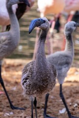 Grey downy flamingo chick stands poised among its flock at San Diego Safari Park, curved bill and lanky legs hinting at the vibrant pink elegance of its future plumage.