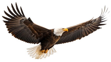 Obraz premium flying bald eagle isolated on transparent background. white and brown predator hunter bird animal flight with spread wings american raptor hawk nature wildlife freedom hunting for prey