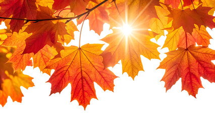 golden autumn sunlight shining through colorful maple leaves isolated on white background