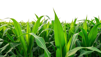 green corn or cob plant leaves field isolated on transparent background. agriculture farming and crop growth organic summer plantation harvest fresh rural maize countryside cultivation